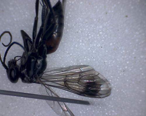 Réf. 290 569 : Caliadurgus fasciatellus